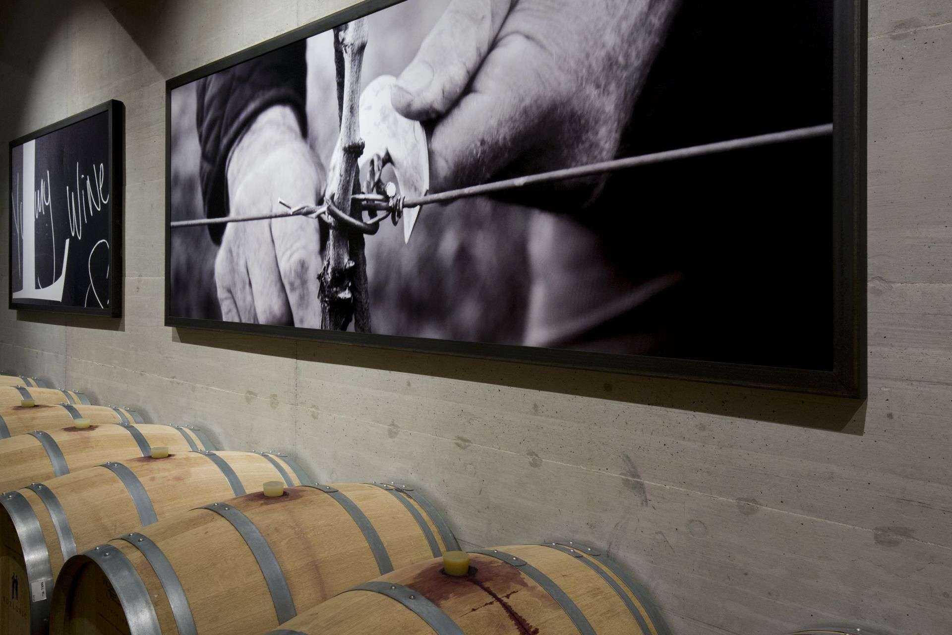 Podrum - bačve i fotografije na zidu