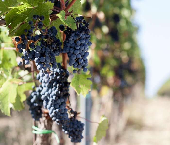 Kozlović Winery-News-Santa Lucia Teran & Vinistra 2021