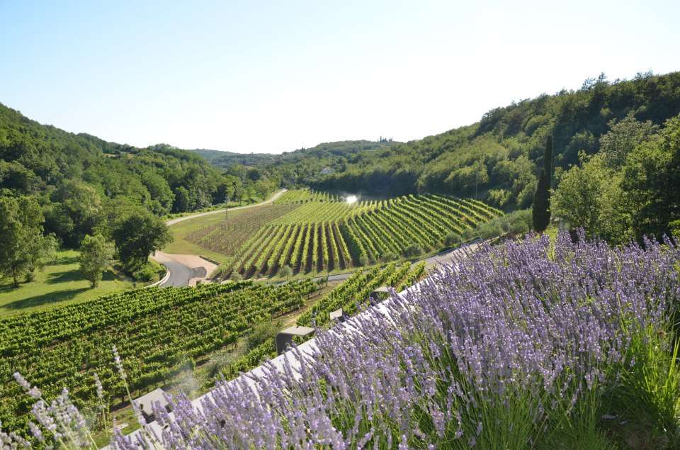 Vinarija Kozlović - Naši vinogradi - Valle