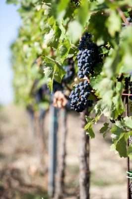 Ručna berba grožđa Santa Lucia vinograd