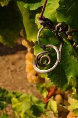 Vinarija Kozlović - vinograd Santa Lucia