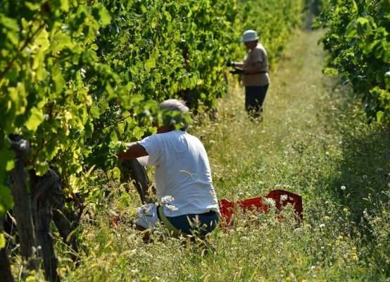 Vinograd Santa Lucia - berba