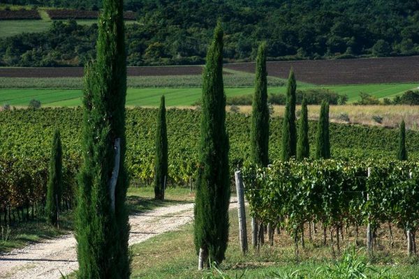 Vinograd Buje, Zapadna Istra,