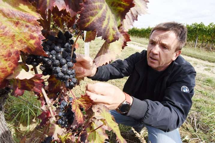 Kozlović - News - A word about Teran and other wine-lovers topics