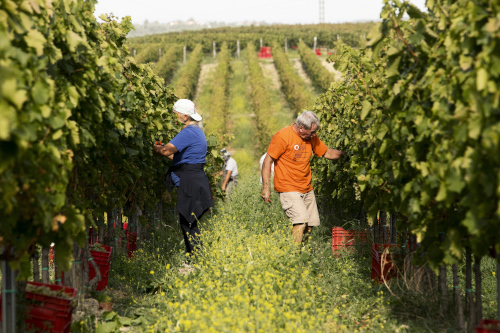 Kozlovic_berba_2023_0008