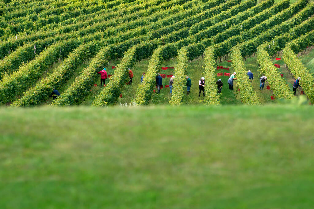 Limited edition! Specijalna degustacija