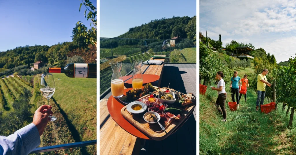 Dobra hrana - Jutarnji list -Kako izgleda berba u vinariji Kozlović